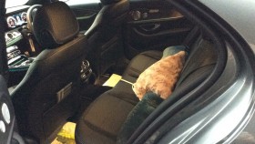 内装後方シート