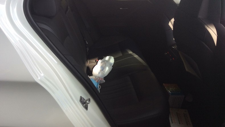 内装後方シート